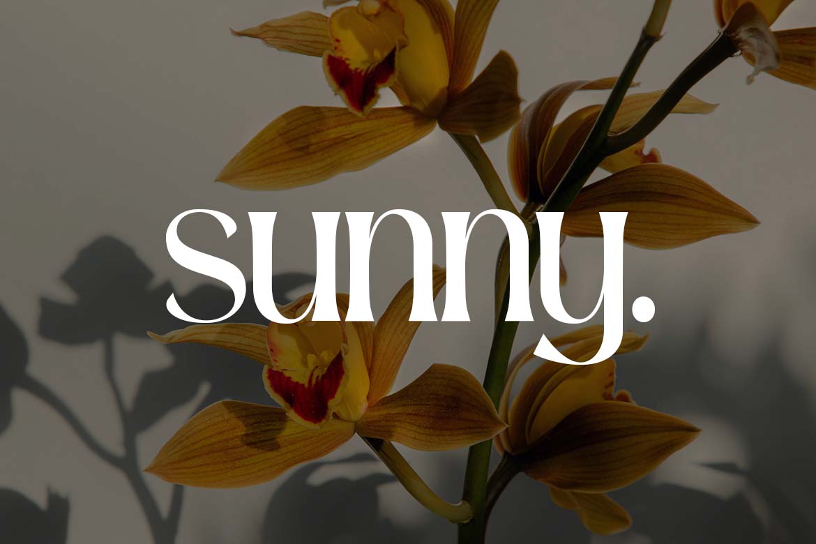 Delphine Modern Ligatures Font-11